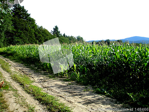 Image of corn