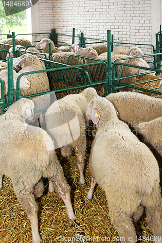 Image of Sheep in pen