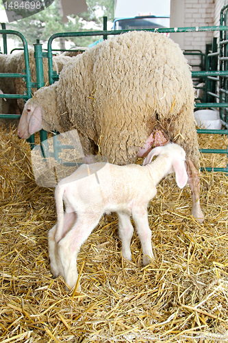 Image of Lamb and sheep