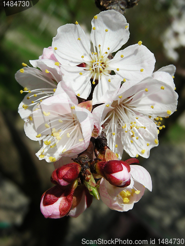 Image of Apricot flowers