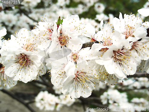 Image of Apricot flowers