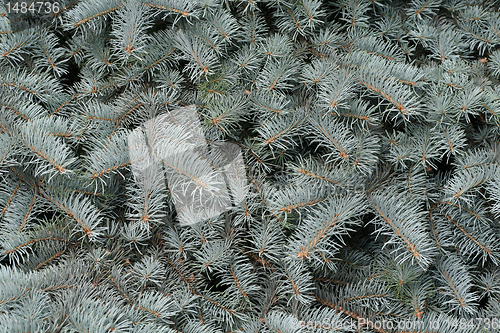 Image of Branches of a silvery fur-tree
