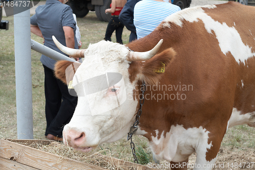 Image of The cow eating hay from the feeder. Close up.