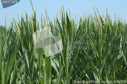 Image of Corn in the field