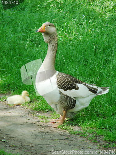 Image of Goose and gosling