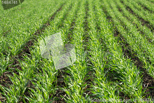 Image of Green sprouts of young wheat