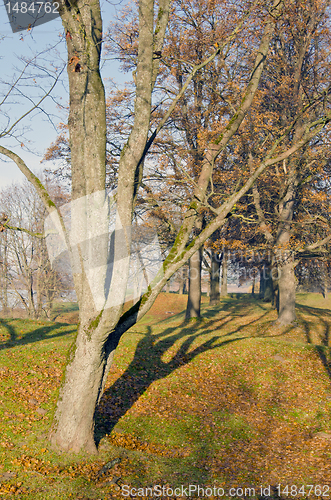 Image of Avenue of old trees in autumnand fallen leaves.