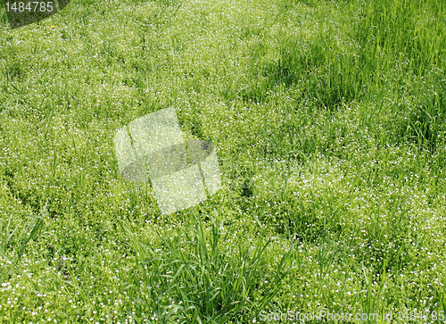 Image of green grass
