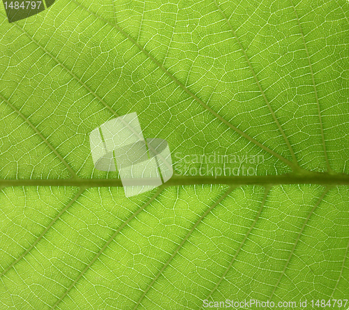 Image of green leaf texture