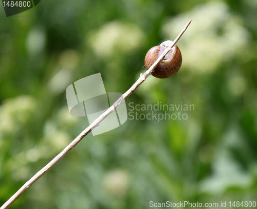 Image of snail