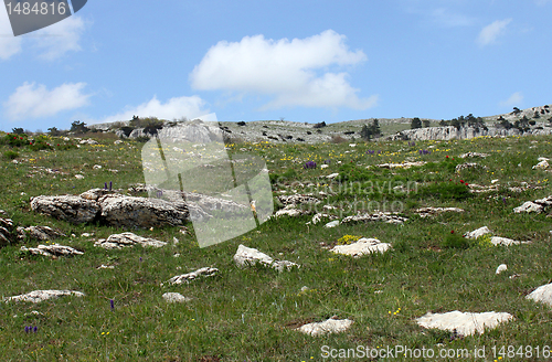 Image of stones on a meadow