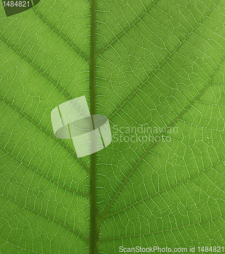 Image of green leaf texture