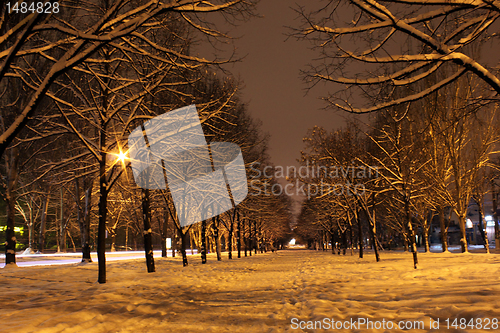 Image of avenue at winter 