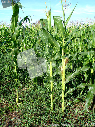 Image of cornfield