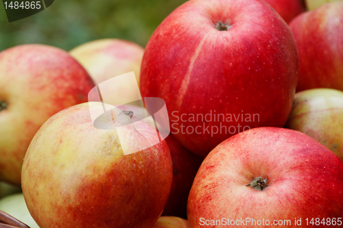 Image of Apples