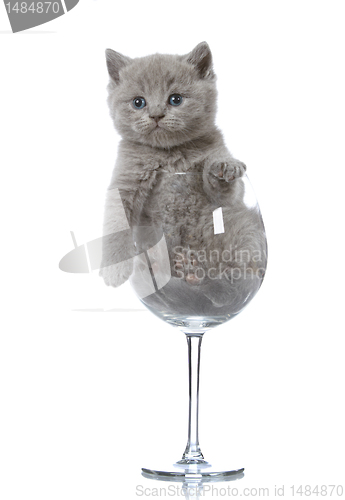 Image of kitten in a wine glass