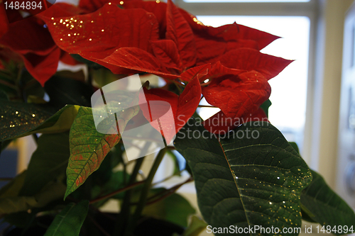 Image of Christmas flower