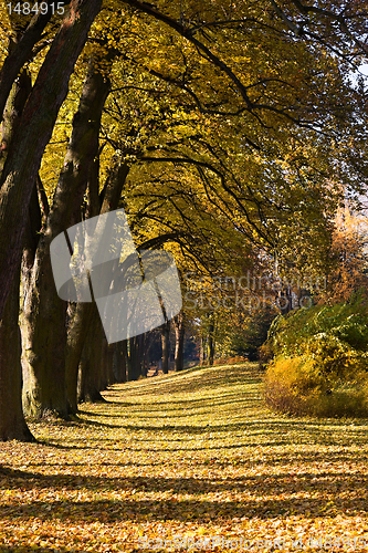 Image of Autumn Pathway 