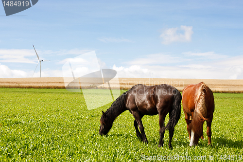 Image of Grazing horses