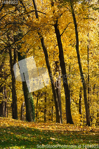 Image of Autumn Pathway 