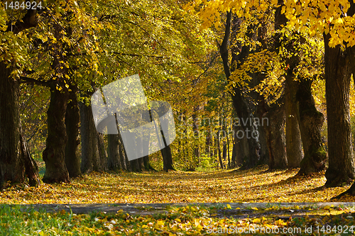 Image of Autumn Pathway 