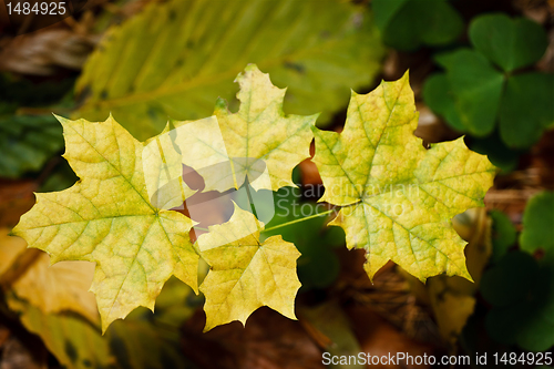 Image of Autumn Leaves