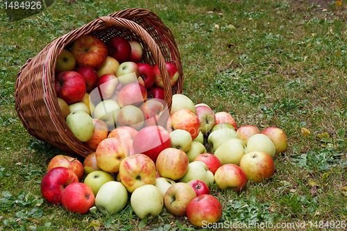 Image of Apples in basket