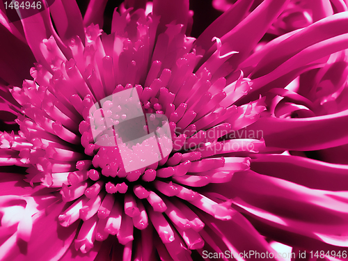 Image of chrysanthemum