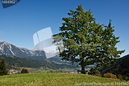 Image of Mountain ladscape with one tree and bench, Austria