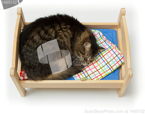 Image of Toy cradle and a cat