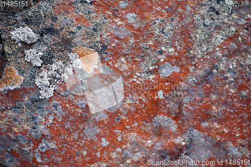 Image of pattern of red lichen