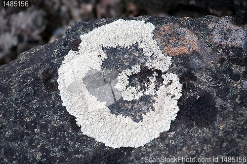 Image of white lichen