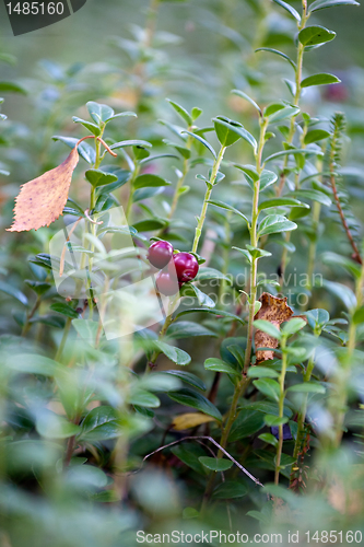 Image of cowberry