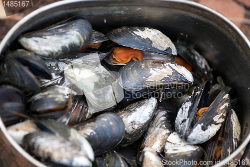 Image of boiled mussels closeup