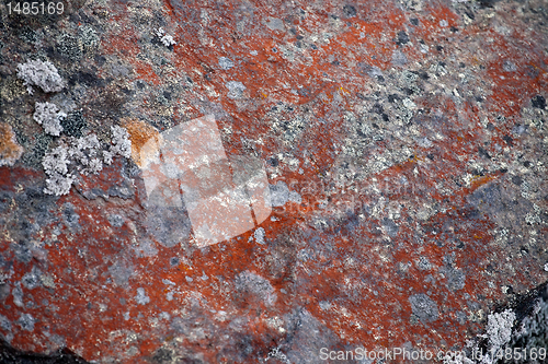 Image of red lichen