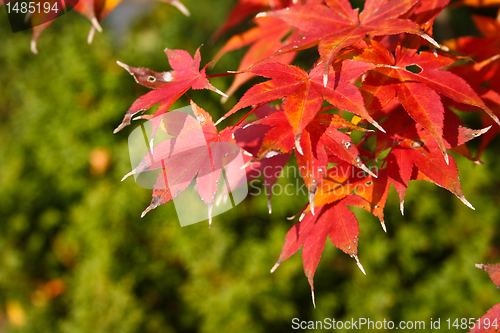 Image of Red Maple Leaves on Green Background