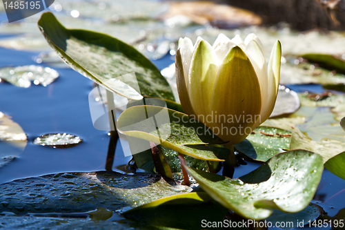 Image of White Water Lily in a Pond