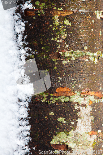 Image of Tree Trunk in the Winter with Snow