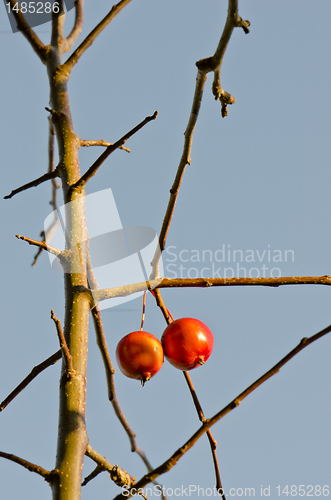 Image of Pair of red apples hanging on apple tree branch.