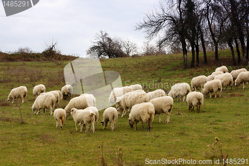 Image of Sheeps