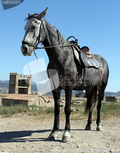 Image of coal black horse