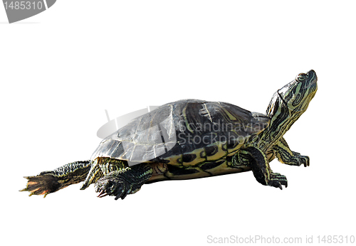 Image of turtle