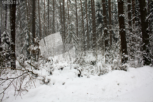 Image of Winter wood
