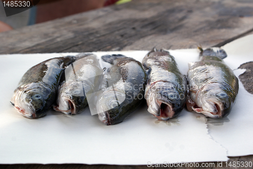 Image of Fresh fish