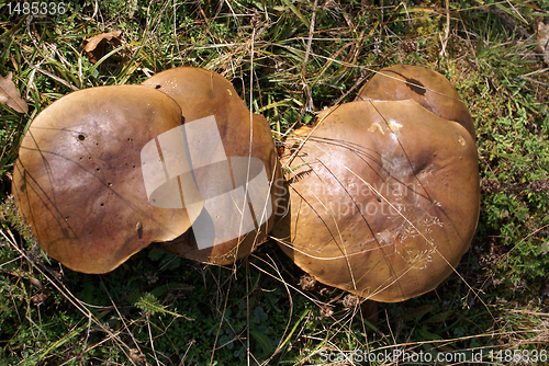 Image of Mushrooms