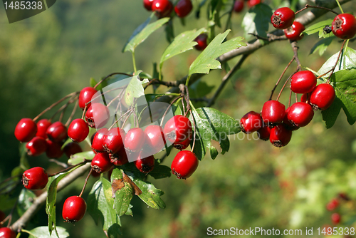 Image of Hawthorn