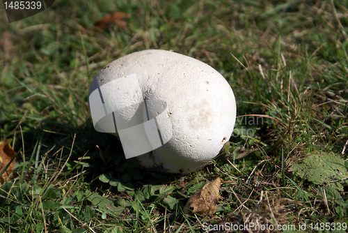 Image of White mushroom