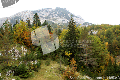 Image of Forest and mountain 