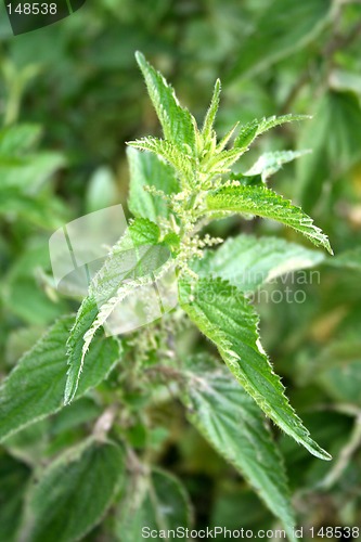 Image of Stinging nettle