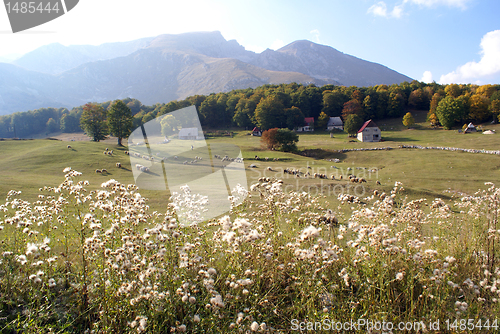 Image of Sheep on the field